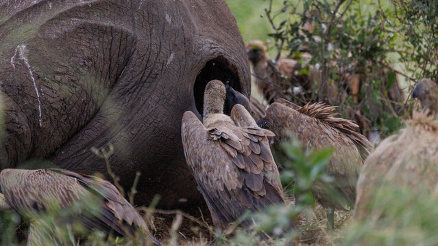 View of vultures gather around a deceased elephant, their brown feathers contrasting with the elephant's grey skin, a stark scene of life and death, Kruger National Park, South Africa.