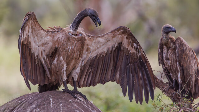 View of a lappet-faced vulture with outstretched wings, contrasting against the soft focus of the background in Kruger National Park, South Africa.