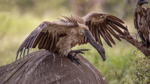 View of a lappet-faced vulture perched atop a grey elephant carcass, wings outstretched against a soft green backdrop, Kruger National Park, South Africa.