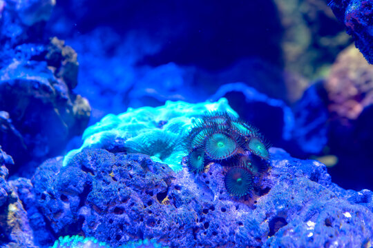 Close-up of vibrant green zoanthid coral polyps and brain coral on a blue volcanic rock in an aquarium. Beautiful underwater marine life with actinic lighting and glowing neon colors.