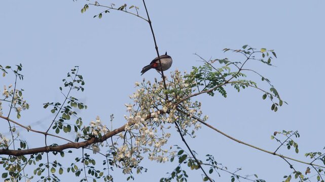 The Moringa tree has blossomed, and birds are collecting nectar from its flowers.