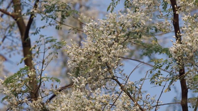 The Moringa tree has blossomed, and birds are collecting nectar from its flowers.