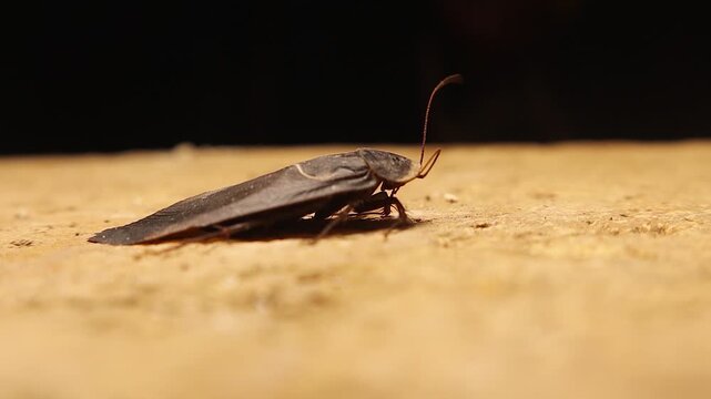 Egyptian sand cockroach raises its antenna to detect airflow and vibrations, avoiding danger and locating food in a desert night macro. Ideal for behavior, survival, pest control, and research content