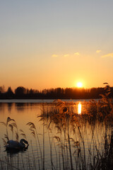 Thin reed stalks glow golden in the rays of the setting sun, concealing the silhouette of a white swan swimming peacefully in the lake. A vibrant spring landscape. Peace. Inspiration. © Татьяна Сычёва