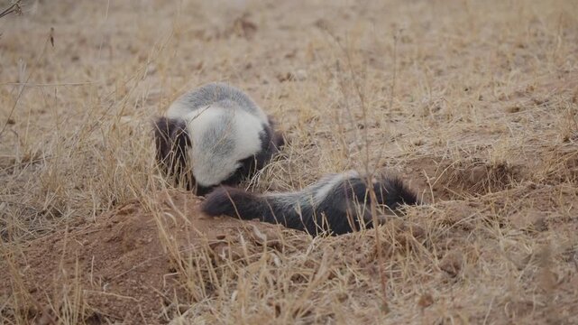 Honey badgers at burrow entrance, one partly inside a hole moving while a second sits behind in dry grassland, alert and watchful behavior in the wild.