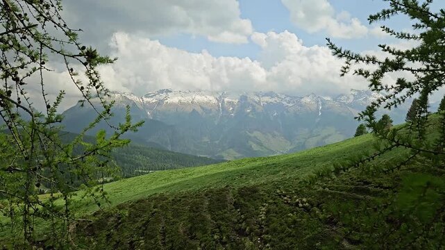 Wide view of Lagorai Range in Italian Dolomites, seen through larch trees.