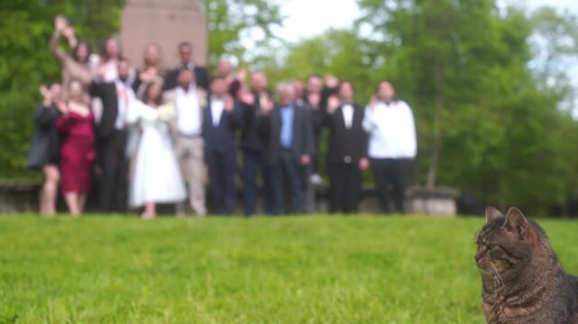 A grey cat poses in front of the camera at a wedding. Guests and newlyweds are blurred in the background