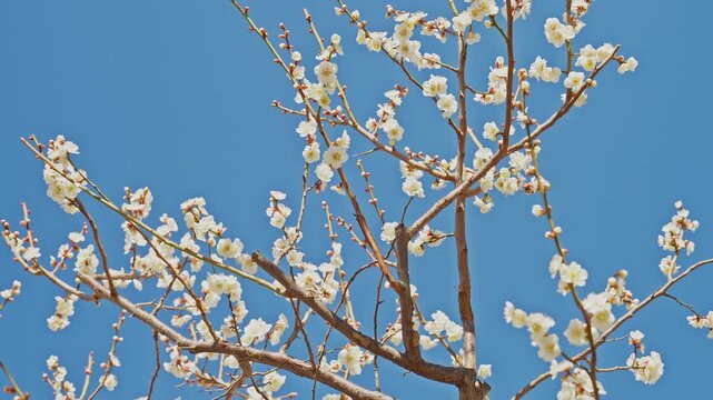 A wide shot of numerous white plum blossoms blooming across thin branches. The flowers are captured in sharp detail against a vibrant, cloudless blue sky