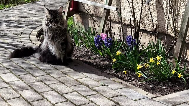 Fluffy cat sitting on garden path beside colorful spring flowers in sunlight