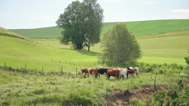 Herd of cows grazing in a lush green pasture bordering a golf course. Concept of ESG sustainability, rural agriculture coexistence, and authentic eco-friendly landscape in bright summer light