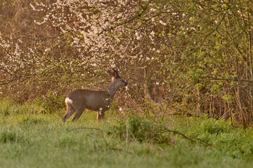 roe deer buck in a dewy field © Duvekot Fotografie