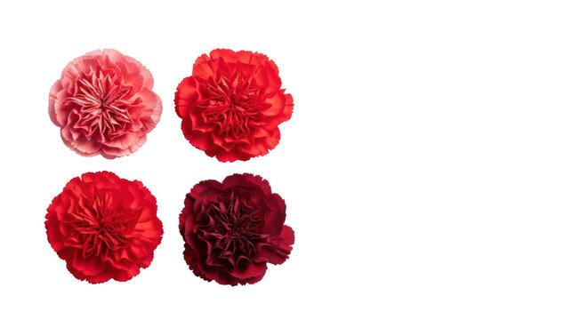 four macro shots of ruby red and crimson carnation flowers featuring intricate, ruffled velvety petals, isolated against a transparent studio background with soft shadow, conveying pure floral