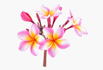 frangipani (plumeria) flowers on white background © SAKORN