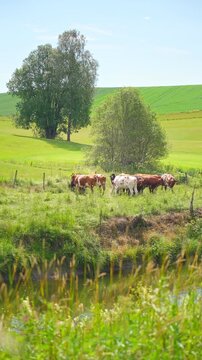 Herd of cows grazing in a lush green pasture bordering a golf course. Concept of ESG sustainability, rural agriculture coexistence, and authentic eco-friendly landscape in bright summer light