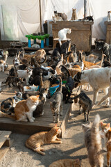 Large group of diverse stray cats and dogs eating together in animal shelter outdoor enclosure © Nastya Revva