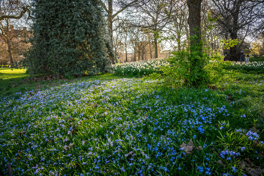 Bluebells in Hyde Park, a famous, historic Grade I-listed urban park in Westminster, London, England, UK