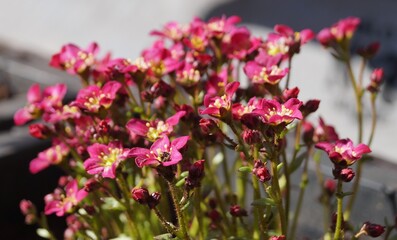 Obraz premium pink flowers in the garden