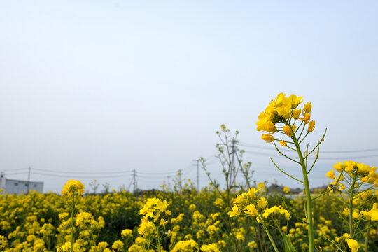 深谷市の菜の花畑と夕日　春の絶景と広大なコピースペース（花園インター近郊）