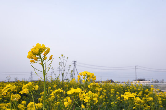 春の訪れと菜の花畑の夕暮れ　ふかや花園プレミアム・アウトレット近郊の風景（バナー用コピースペース付き）