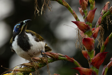 Blue faced honeyeater feeding on flowers Queensland Australia © Glenn