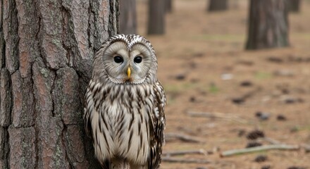 Fototapeta premium A beautiful Ural owl with striking mottled feathers is perched on a textured tree trunk in a tranquil forest setting