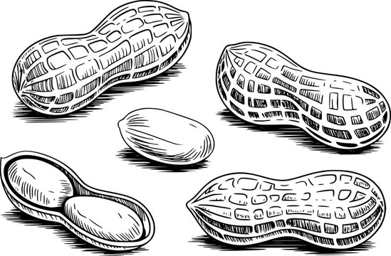Hand Drawn Collection of Peanuts and Peanut Shells White Background legume food