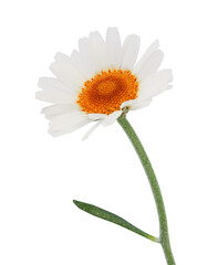 Wonderful white Daisy im bloom (Marguerite) isolated on white background, including clipping path. © Olaf Simon