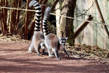 Fototapeta premium lémurien