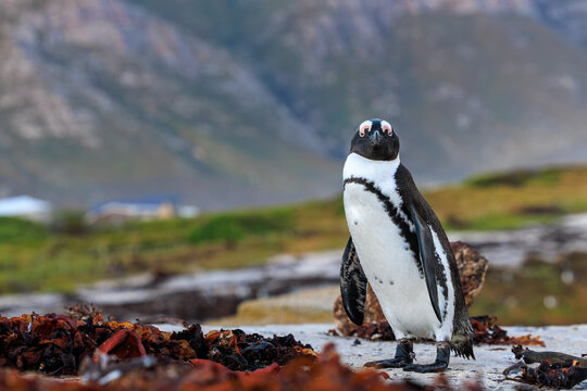 View of a striking African penguin stands tall against a backdrop of blurred mountains and vegetation, Betty's Bay, Western Cape, South Africa.