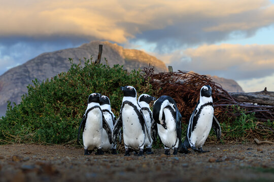 View of a huddle of monochrome African penguins with speckled chests gathered on the sandy ground under a golden sunset, Betty's Bay, Western Cape, South Africa.