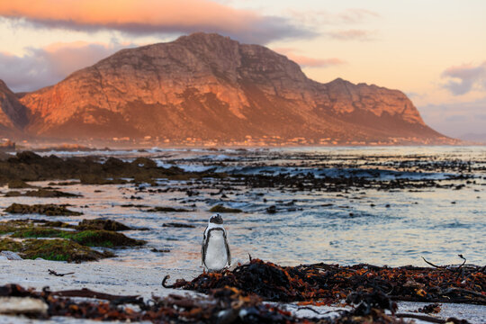 View of a lone penguin standing proud on a seaweed-strewn beach at sunset against a mountainous backdrop, Betty's Bay, Western Cape, South Africa.