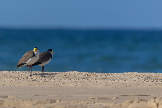 Masked lapwings pair on beach with ocean background