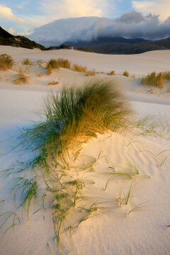 View of windswept dune grasses clinging to the ivory sands under a moody sky, a serene landscape in the golden light, Betty's Bay, Western Cape, South Africa.
