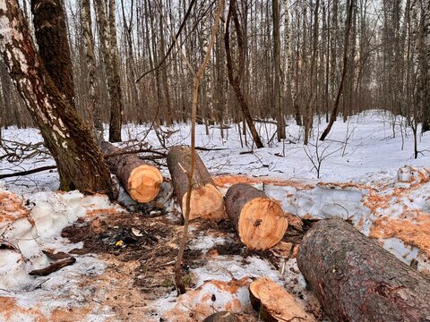 illegal logging in a forest park in Russia in the spring