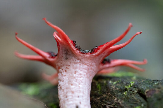 Red hammerhead flatworm macro close up