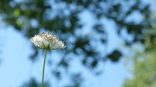 Scabiosa flower blooming. Scabiosa ochroleuca. Hot summer day. Summer dense forest, fresh grass, flowers. Sun filtered through the leafy canopy.