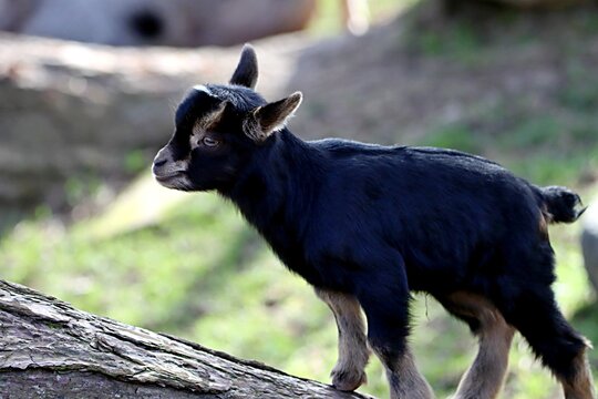 chevreau