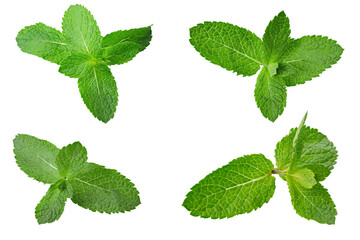 Fresh mint leaves isolated on white background, green peppermint collection, herbal ingredient top view © alexshyripa