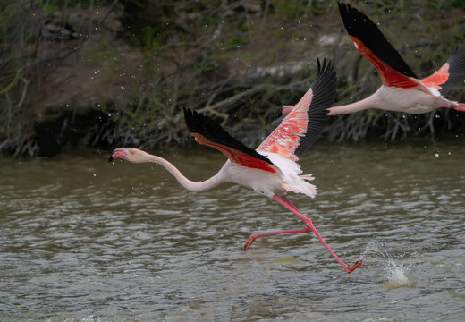 View of flamingos with striking pink plumage take flight over the tranquil waters, creating ripples and splashes under the overcast sky, Saintes-Maries-de-la-Mer, Provence-Alpes-Cote d'Azur, France.