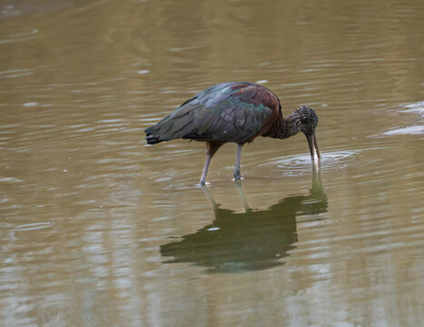 View of a glossy ibis reflected in the still, murky water, its beak submerged as it hunts for food, Saintes-Maries-de-la-Mer, Provence-Alpes-Cote d'Azur, France.