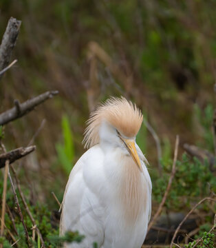 View of a Cattle Egret with ruffled feathers, perched amongst lush greenery, its yellow beak tucked, creating a serene moment, Saintes-Maries-de-la-Mer, Provence-Alpes-Cote d'Azur, France.