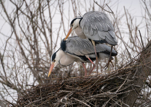 View of two grey herons, with soft grey and white plumage, perched intimately on a nest of dark twigs amidst the bare branches of a tree, Saintes-Maries-de-la-Mer, Provence-Alpes-Cote d'Azur, France.