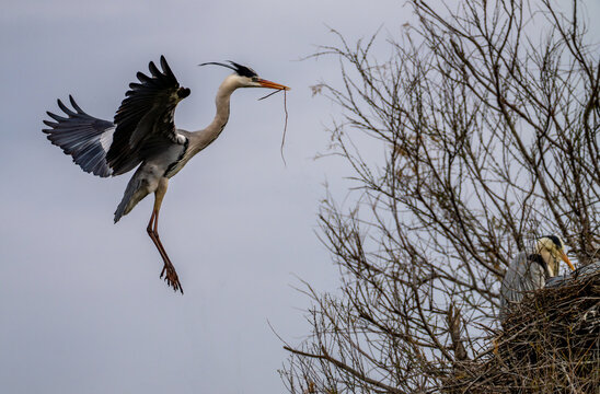View of a grey heron gracefully descends with nesting material towards its nest perched high in the bare branches, Saintes-Maries-de-la-Mer, Provence-Alpes-Cote d'Azur, France.