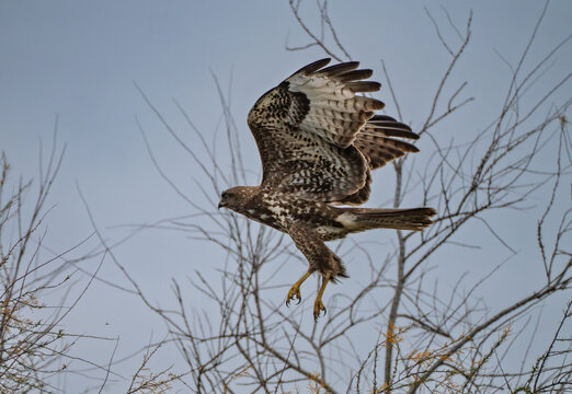 View of a buzzard with mottled brown and white plumage soars through the air framed by the stark branches of a tree, Saintes-Maries-de-la-Mer, France.