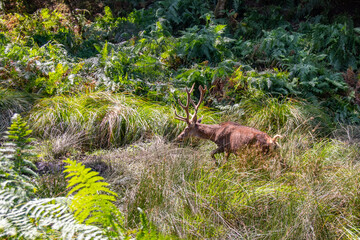 Cerf dans les hautes herbes