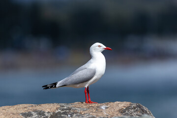 Seagull standing on coastal cliff overlooking the ocean