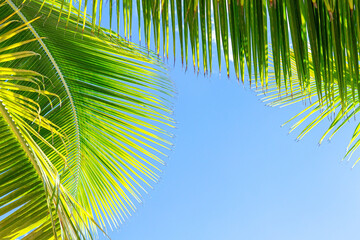 Naklejka premium Coconut Palm Fronds Blue Sky