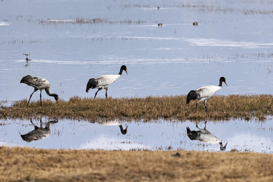 View of black-necked cranes gracefully wading through the shallow waters, their reflections shimmering on the tranquil surface, Diqing Tibetan Autonomous Prefecture, Yunnan, China.
