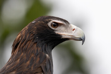Obraz premium Close up portrait of wedge tailed eagle showing sharp eye and beak