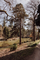Obraz premium Tall trees around calm pond in West Sussex England countryside